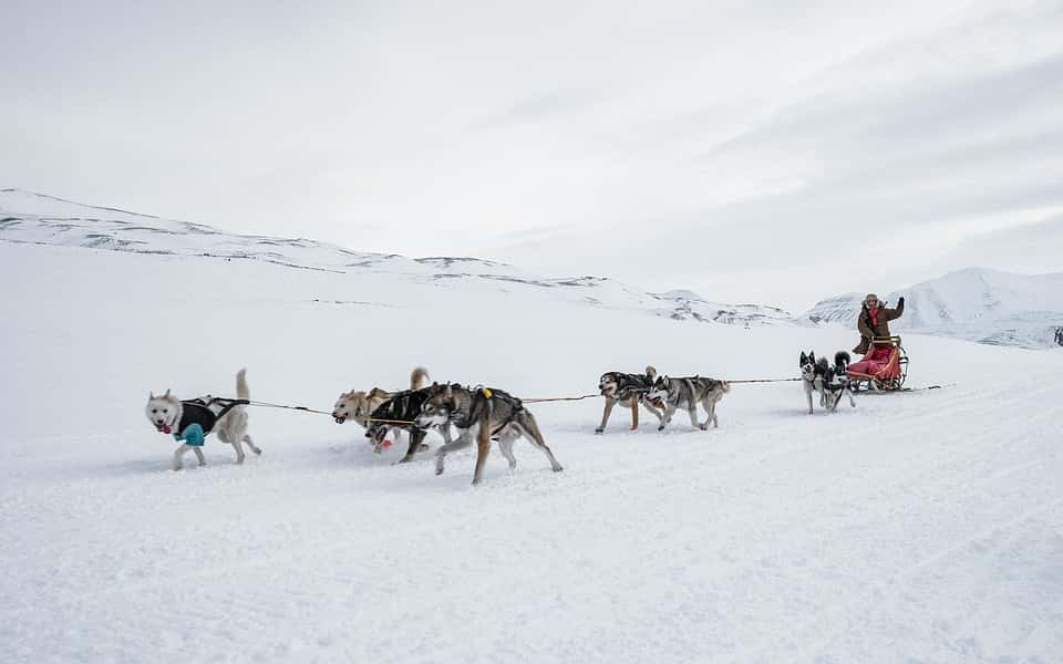  Hundspann och skidåkning med draghund