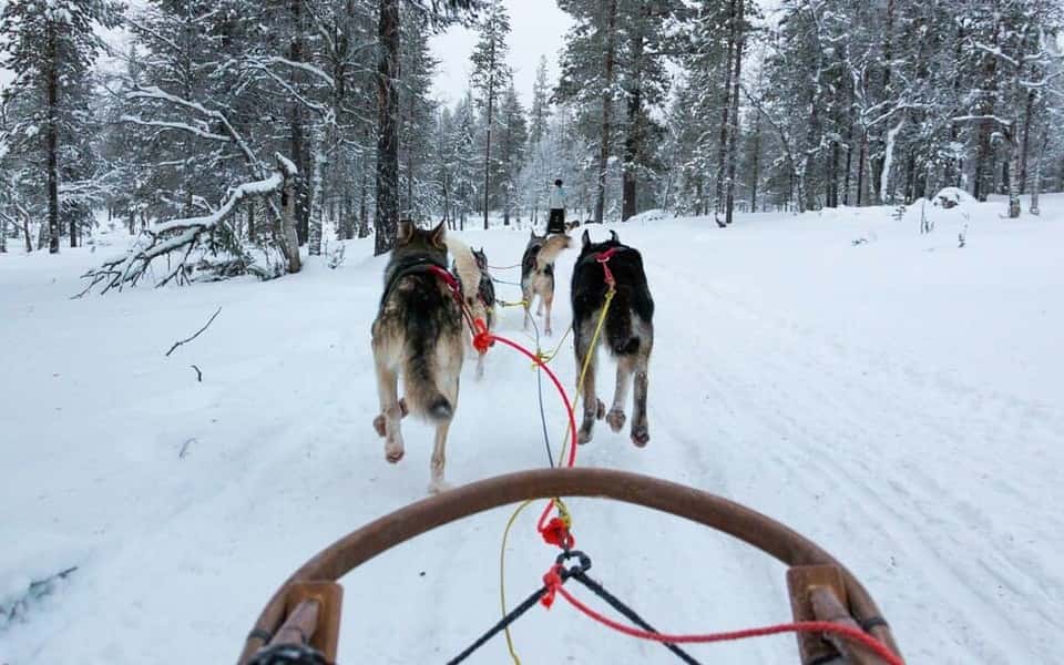 Åk släde efter hundspann i Åre