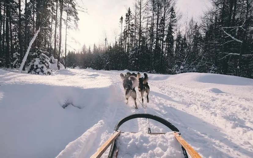 How much does dog sledding cost in Åre?