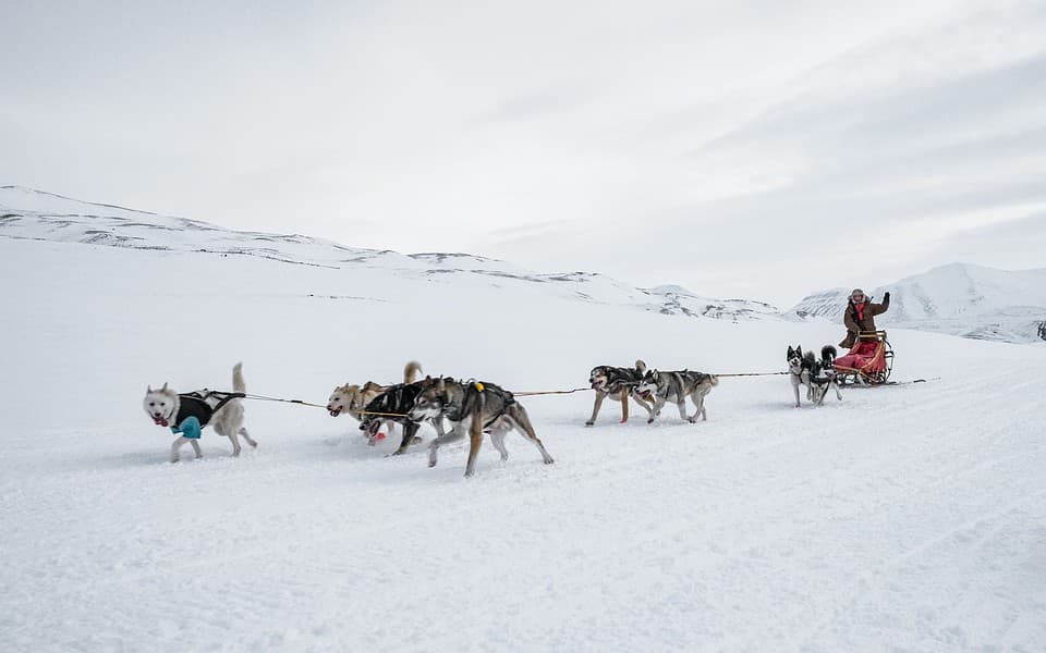  Hundspann och skidåkning med draghund