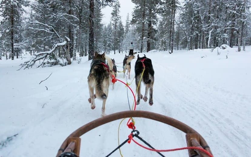 Åk släde efter hundspann i Åre