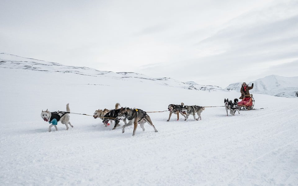  Hundspann och skidåkning med draghund